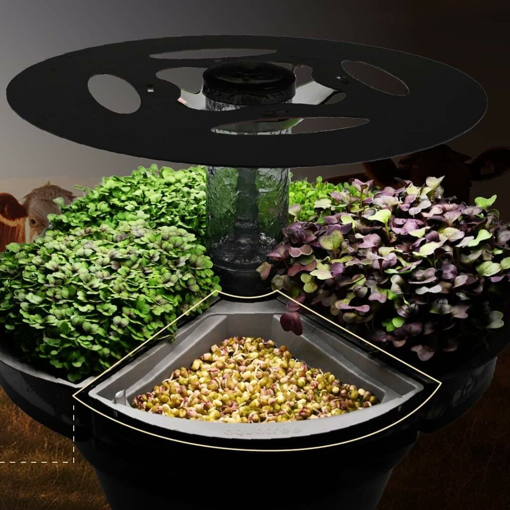 Grow Protein Beans in Aquatree