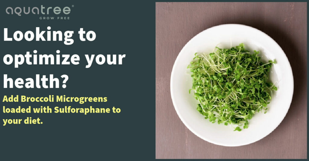 Broccoli Microgreens Loaded with Sulforaphane