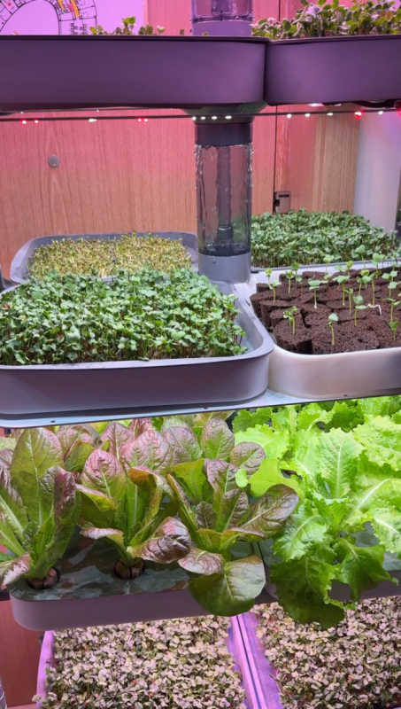 Hydroponic Crops in Dubai