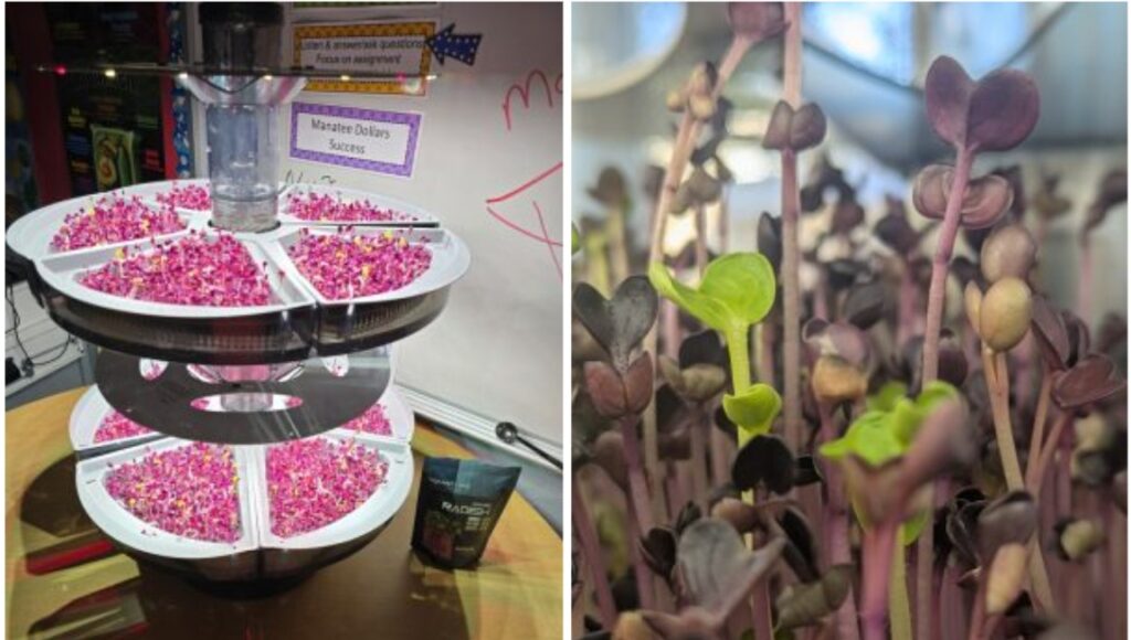 School Grown Microgreens