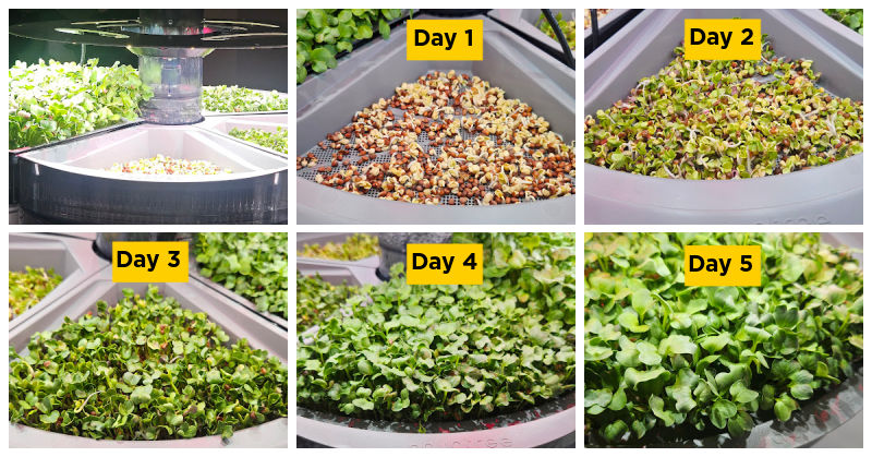 Microgreens for STEM Photo